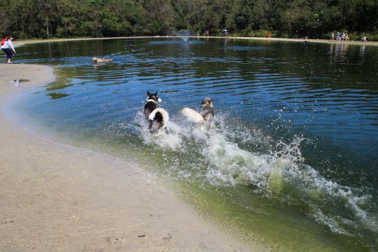 Dog Wood Park of Jacksonville